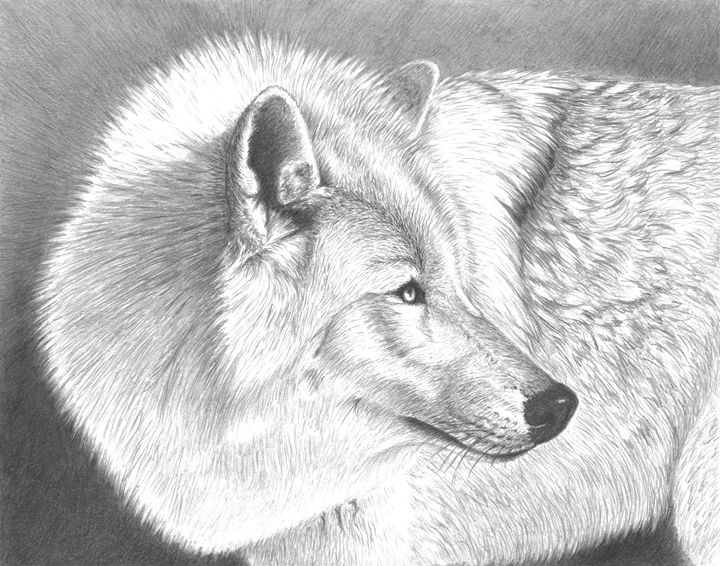 White Wolf - 800 Wild Animals drawings by Kelly