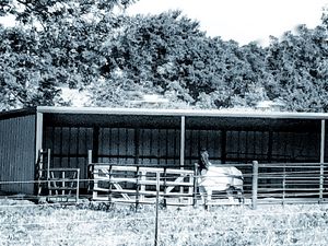 Oklahoma Horse in a barn