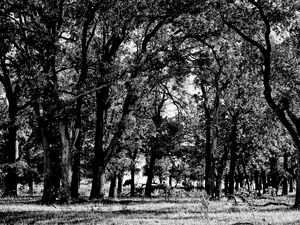 Oklahoma Forest