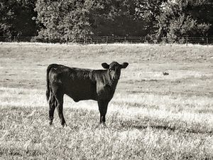 Oklahoma Black Cow