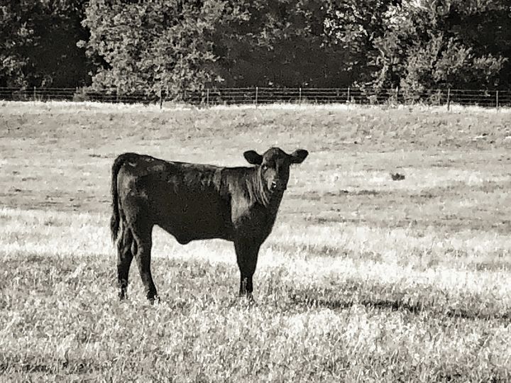 Oklahoma Black Cow - Tammera Carter Art Gallery