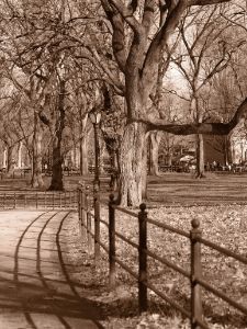Central Park Curves Medium Format - Jared Weinryt