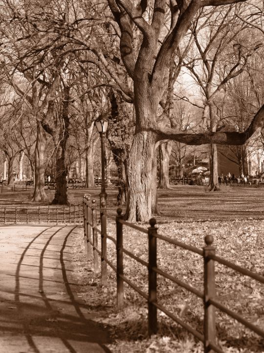 Central Park Curves Medium Format - Jared Weinryt