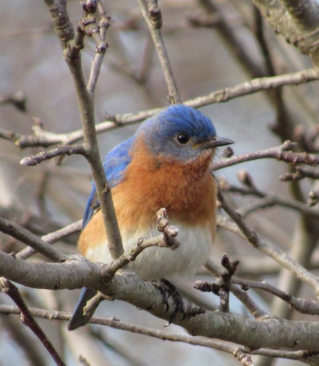 Eastern Blue Bird - Celeste - Photography, Animals, Birds, & Fish ...