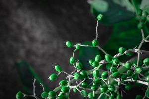 Green berries