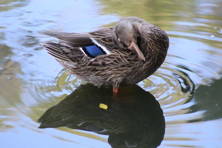 Duck reflection - Allen