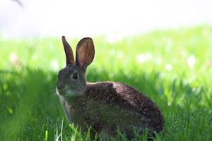 The Easter Bunny - Allen