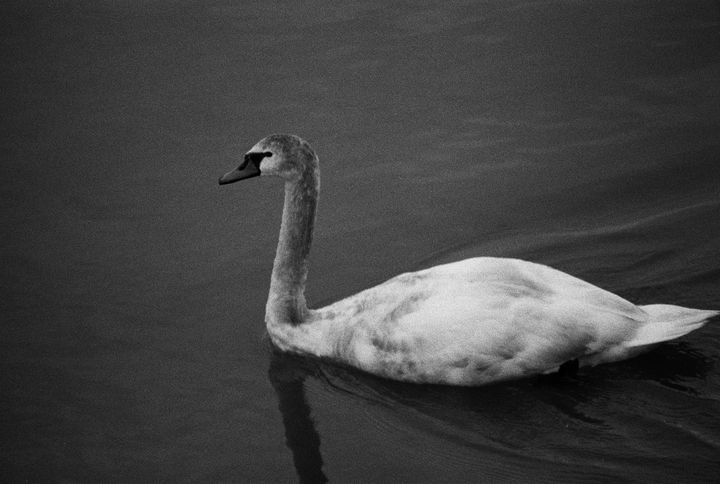 Swan Black and white - Srdjan