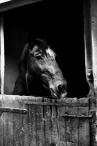Horse - Srdjan