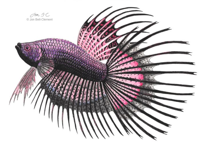 Betta Fish - Ballpoint Pen - Jon B-C - Drawings & Illustration, Animals,  Birds, & Fish, Aquatic Life, Fish, Tropical Fish - ArtPal