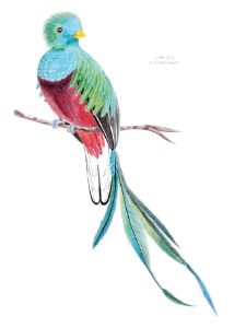 Architectural drawing/Birds wall art - yahviinnovations - Digital Art,  Animals, Birds, & Fish, Birds, Bird of Paradise - ArtPal
