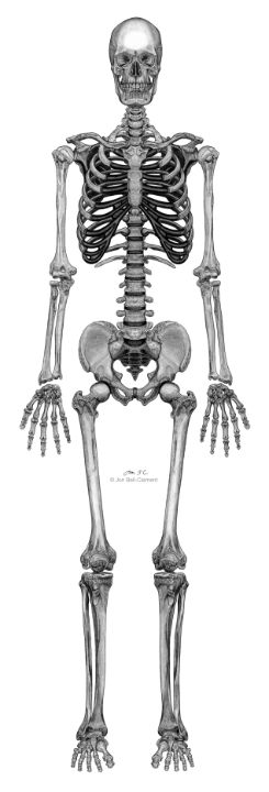 Drawing,black,silhouette,human,skeleton - free image from needpix.com