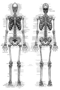 Life-sized Human Skeleton - Labeled - Jon B-C