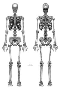 Life-sized Human Skeleton Drawing - Jon B-C