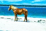Horsey Beach Beauty