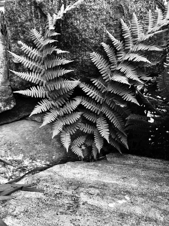 black and white fern art