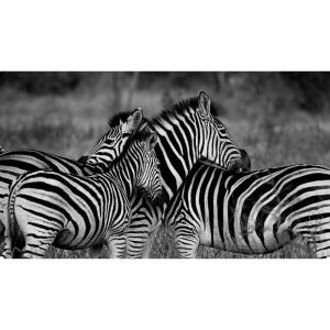 Zebras