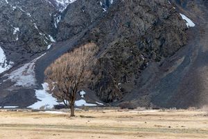 Lonely tree in the valley