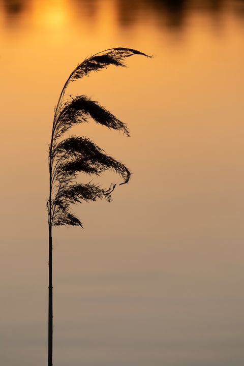 Reed at sunset - Majid Gheidarlou