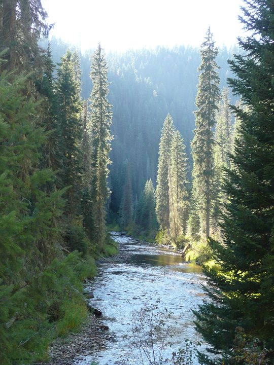 Pines and River at Dawn - Brian Shaw - Photography, Landscapes & Nature ...