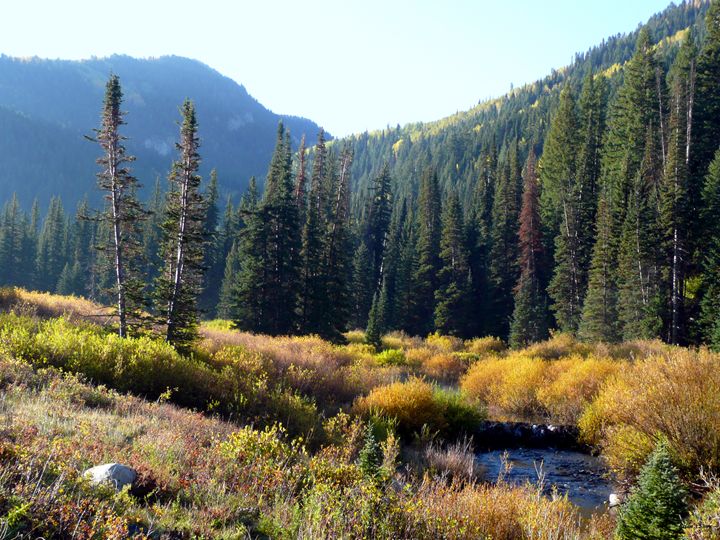 Mountain meadow stream at Dawn - Brian Shaw - Photography, Landscapes ...