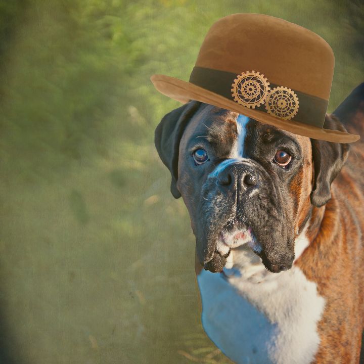 Dog bowler hot sale hat