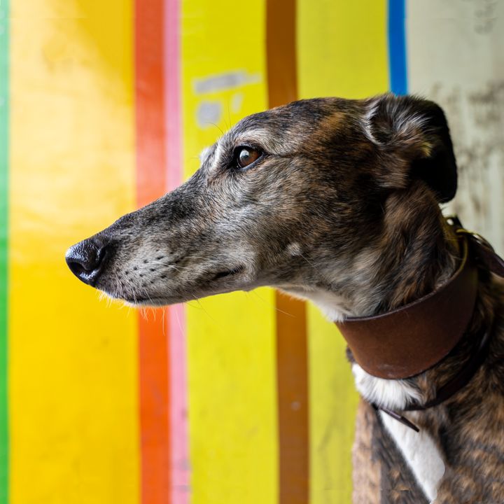 dog against painted street wall - Burntmoon
