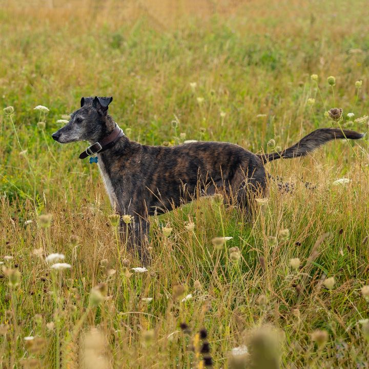 dog in meadow - Burntmoon
