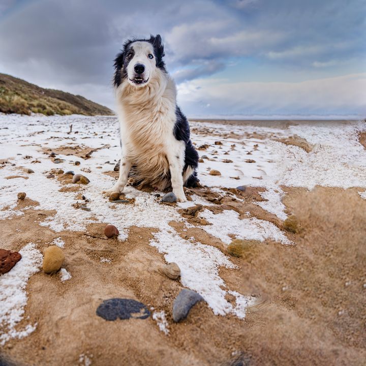 Dog on beach - Burntmoon