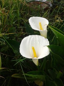 Zantedeschia