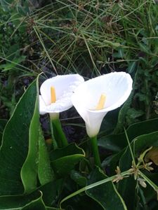 arum-lily