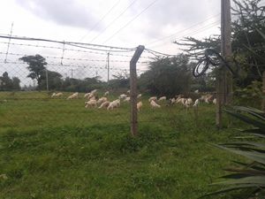 grazing goats