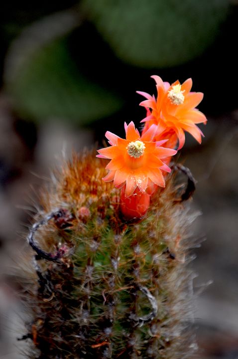 Cactus Anemones - Lubit Arts - Photography, Flowers ...