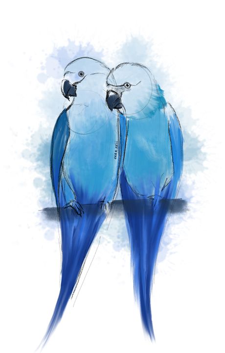 Pair of Spix Macaw - Sara XXII