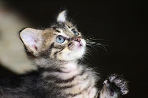 Kitten