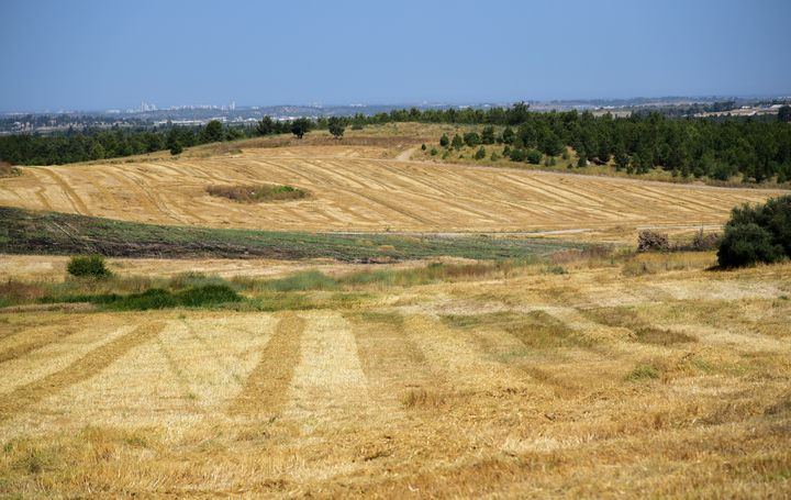 Summer field in Israel - Elena Zapassky