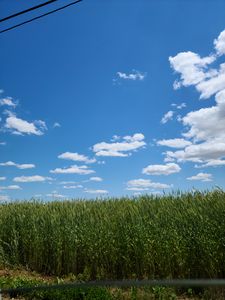 Cornfield
