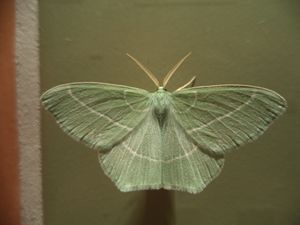 Green Butterfly 1