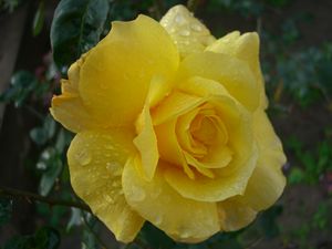 Shabnam Gulab – Dew Kissed Rose