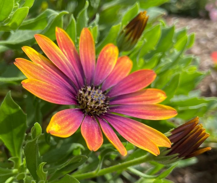 Water daisy Navahfleur Photography, Flowers, Plants, & Trees, Flowers, Other Flowers ArtPal