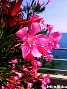 Pink Flower By BirdsOfGalaxy