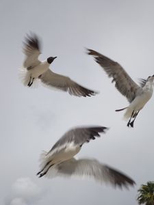 Seagulls in Motion