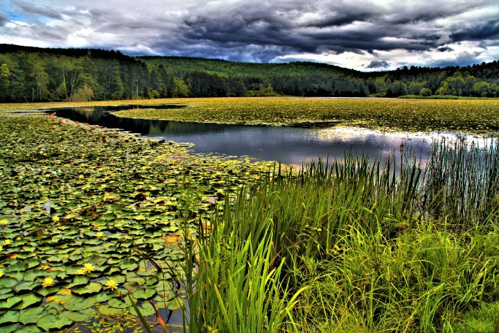 Lily Rupp Yellow Waterlily Pond - Bob Rupp - Photography, Flowers, Plants ...