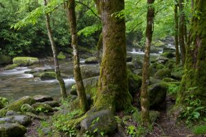 Riverside Moss