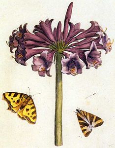 Amarillis and moths