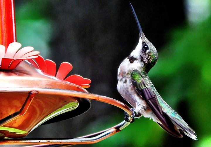 ~Juvenile Red-Throaded Hummingbird~ - Barbee's Photography