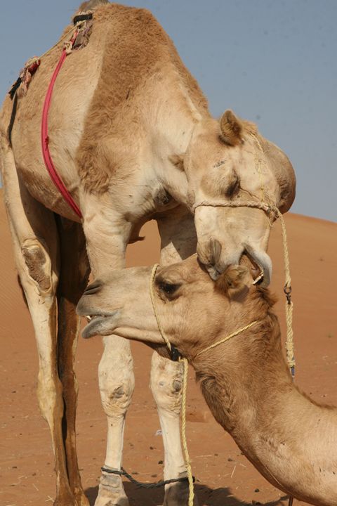 Camel Love - Aaron Harlan