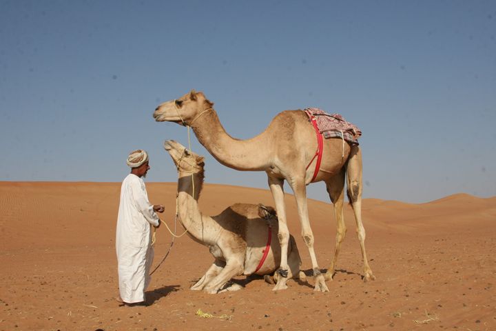 Standing Camel - Aaron Harlan