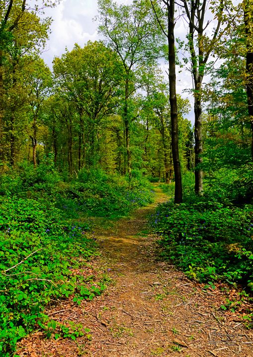 HDR Path Trail Through Abbots Woods - Lionel Fraser, Pictures of ...