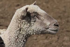 lamby lamby